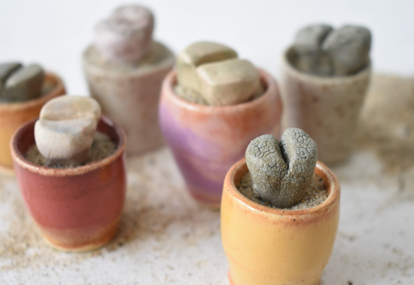 ceramic lithops