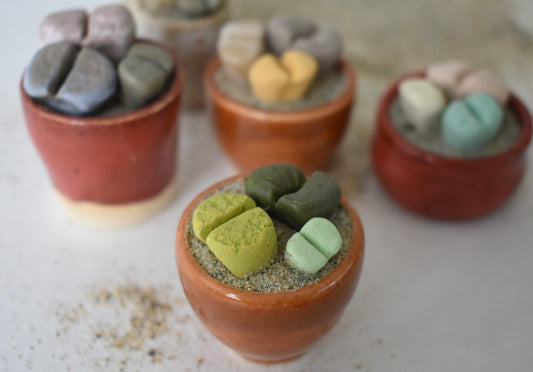 ceramic lithops