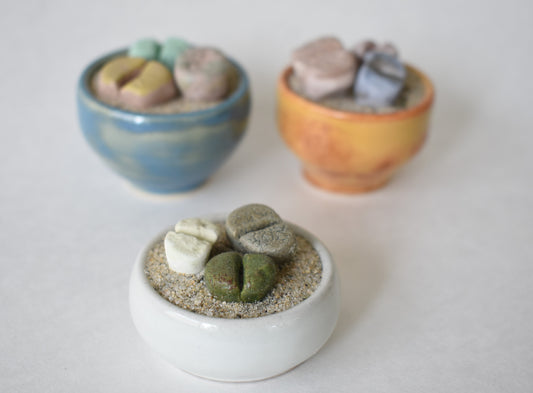 ceramic lithops